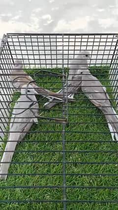 Silver Pied & Split Silver Pied Doves