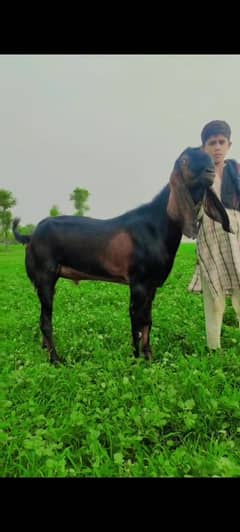 Breader goat