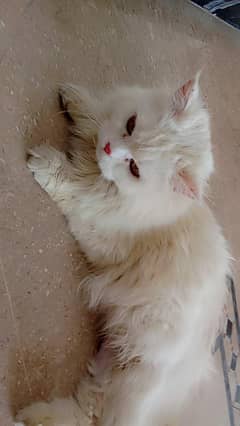 for sale