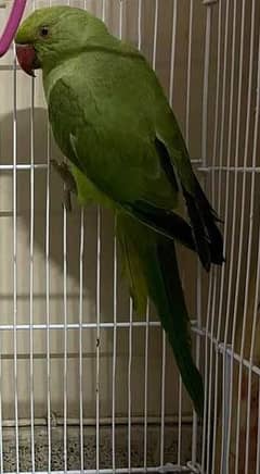 parrots