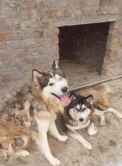 husky pair for sale
