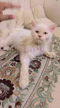 Persian