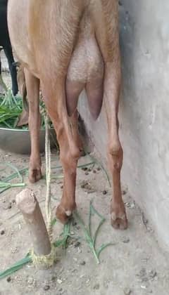 beetle goat