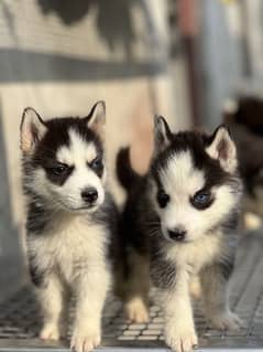 SIBERIAN HUSKY PUPPIES MALE AND FEMALE