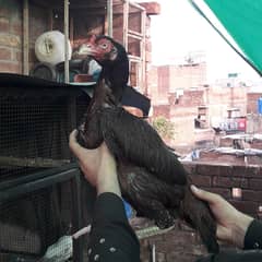 pakoya+Pakistani breed