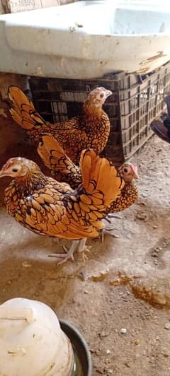 Golden sebright brider 5 female 1 Male & silver sebright brider male