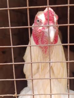 aseel heera breed for sale