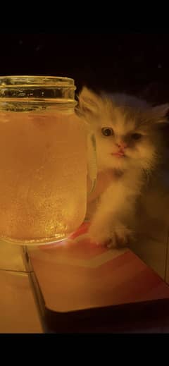Persian