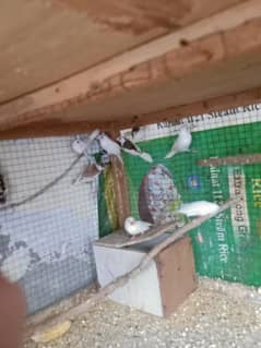 white banglis or paid dove pair for sell in lahor