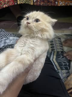 5 month old Persian cat 