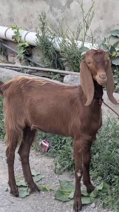 Female Goat age 2 years