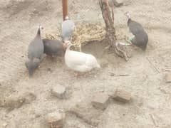 Guineafowl