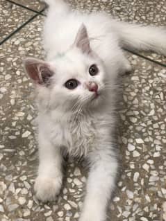 White Persian Kitten