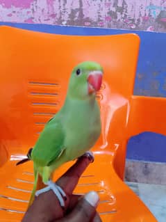 green parrot