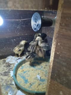 chicks