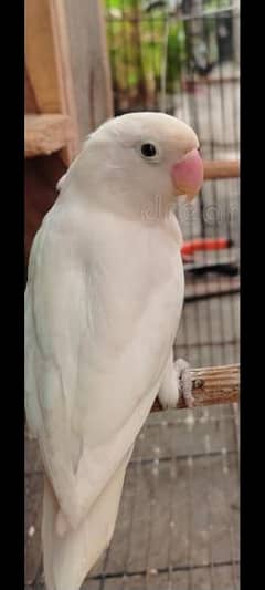 Albino red eye split breeder 2 piece female
