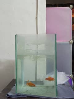 Gold Fish With Tank