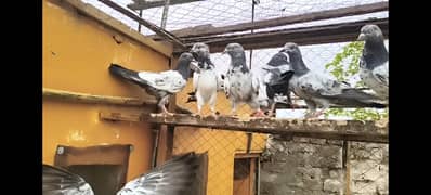 Parwazi + Breeders Bache