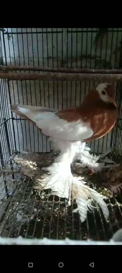 gubara female available for sale