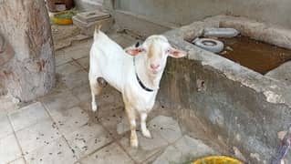 teda bakra fresh 6 daant