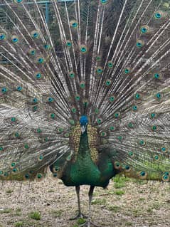 Peacock