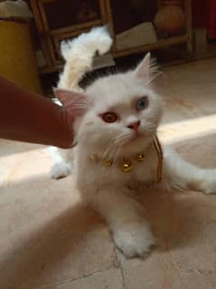 CAT FOR SELL 