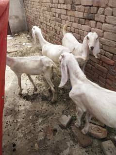 Ranajpuri craas.  7 female goats.