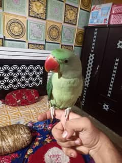 Raw parrot ha 6 month  ka ha hantine ha or talking bhi karta ha