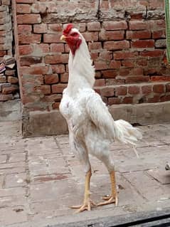 white aseel egg