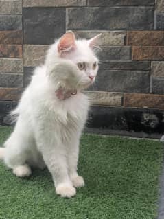 Persian cat for sale