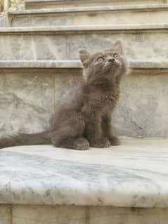 Persian kittens for sale