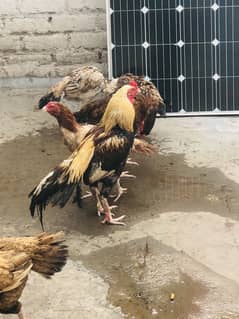 Aseel miyanwali breeder 2 Sal age