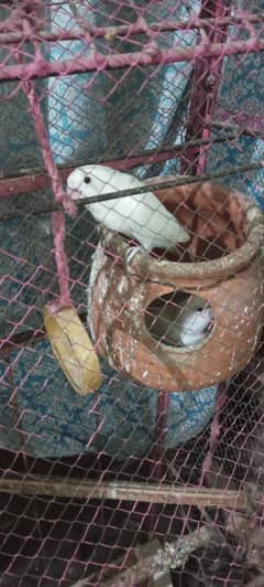Birds with cage