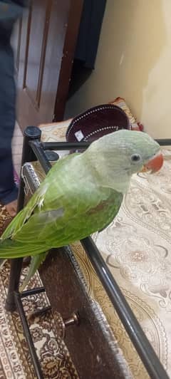 nice birds ghr ka palla hua hai