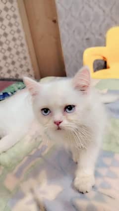 Persian kitten | Cats | Male kittens | High Quality | Available