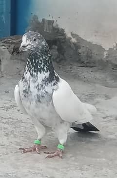 2 jory ha 1 bacha 2500 pr piece pigeon kabutar