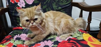 Selling Persian Male Cat