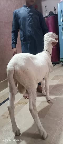 Mondara Breedes