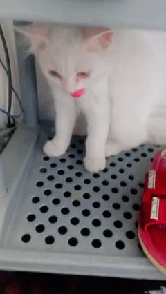 Persian cat