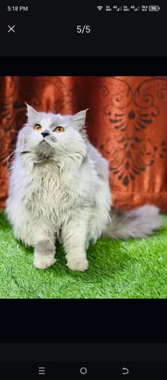 persian cat for sale