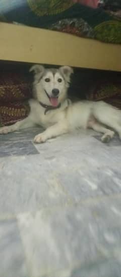 Siberian Husky age 4month home security guard best quality dog