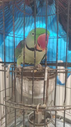 khashmiri Pahari tota for sale