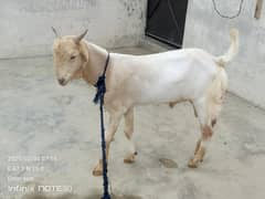 Bakra For sale 0/3/1/5/2/8/2/2/7/2/2/ is number pa cal kro
