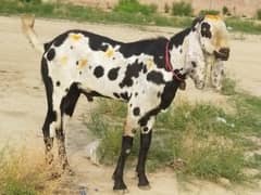 beetal bakra full active and healthy breedar ha
