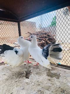 Fantail laka breeder pair