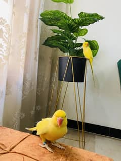 Yellow Ringneck Red Eye Pair