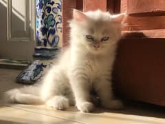 CUTE PERSIAN KITTENS FOR SALE