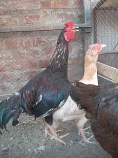 Aseel pair for sale | Miawali