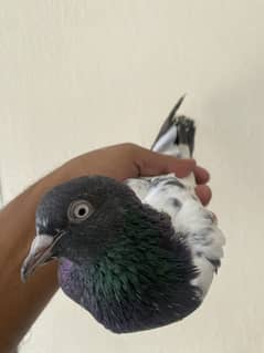 Tedy male breader pigeon urgent for sale 03049088713