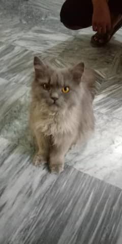 Persian cat